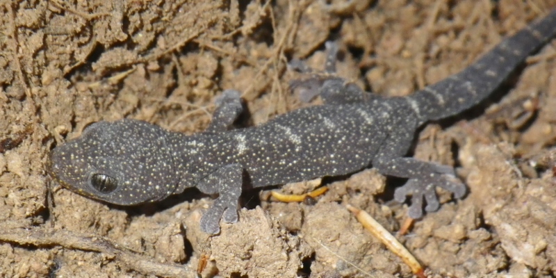 Tarantolino (Euleptes)